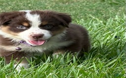 Australian Shepherd dogs for sale: L-purple - Image 2