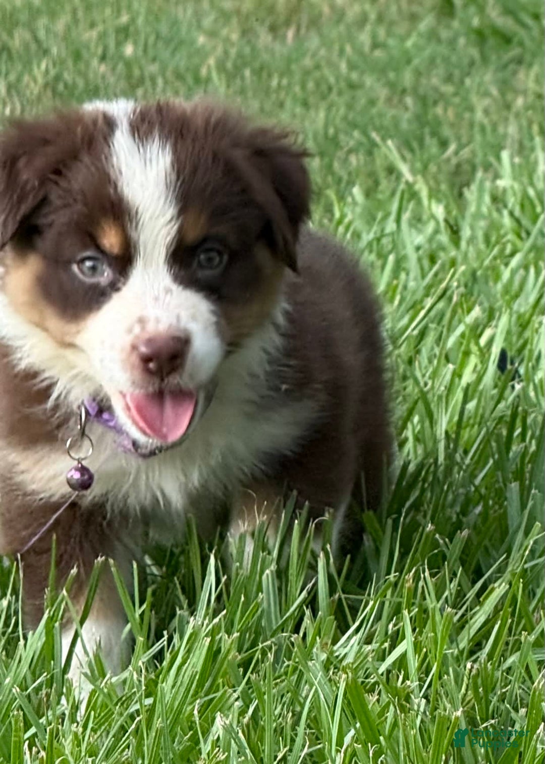 Australian Shepherd dogs for sale: L-purple - Image 2