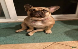 French Bulldog dogs for sale: Kevin - Image 10