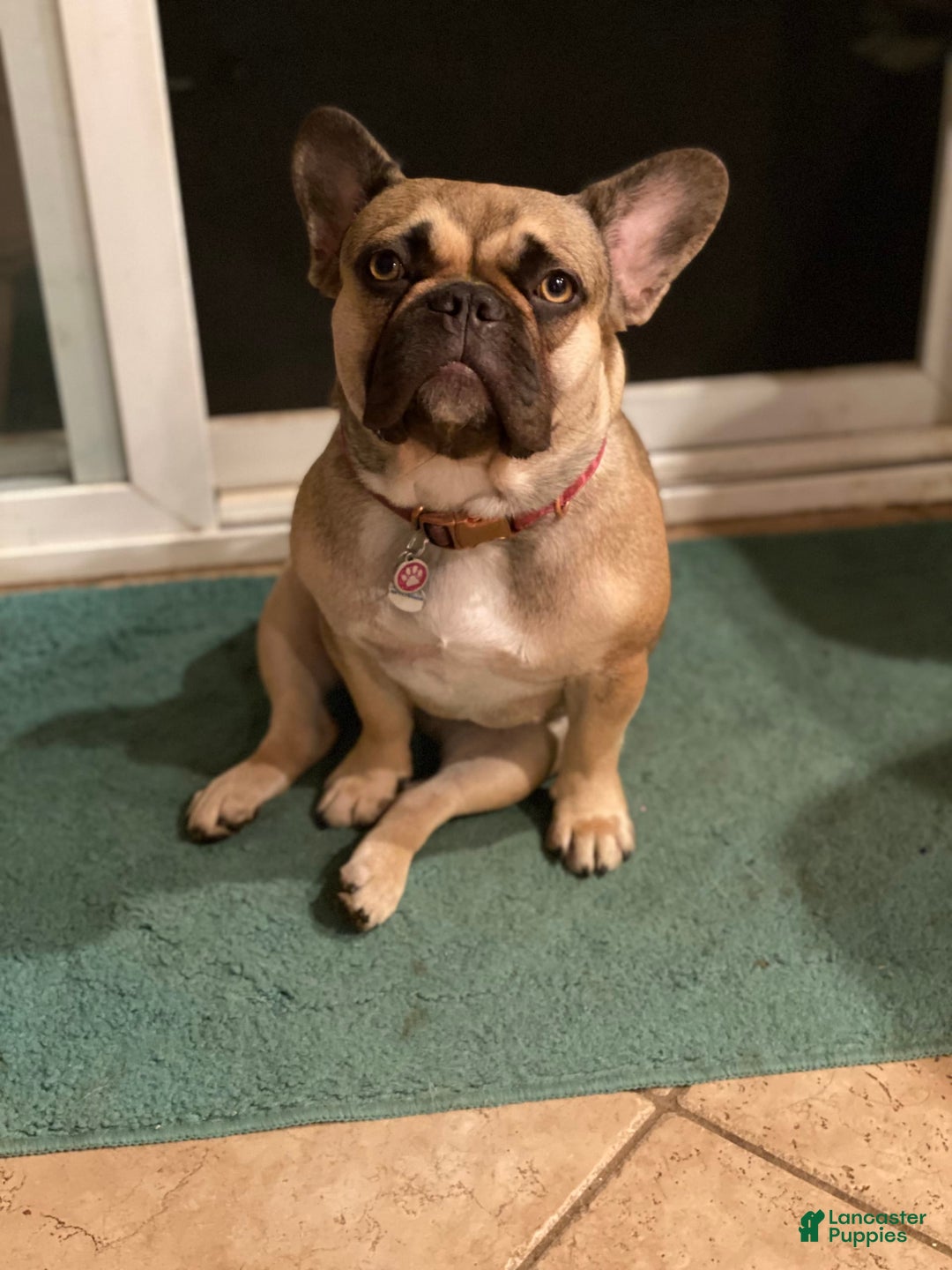 French Bulldog dogs for sale: Kevin - Image 10
