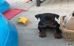 Doberman Pinscher dogs for sale: Boy 3 - Image 1