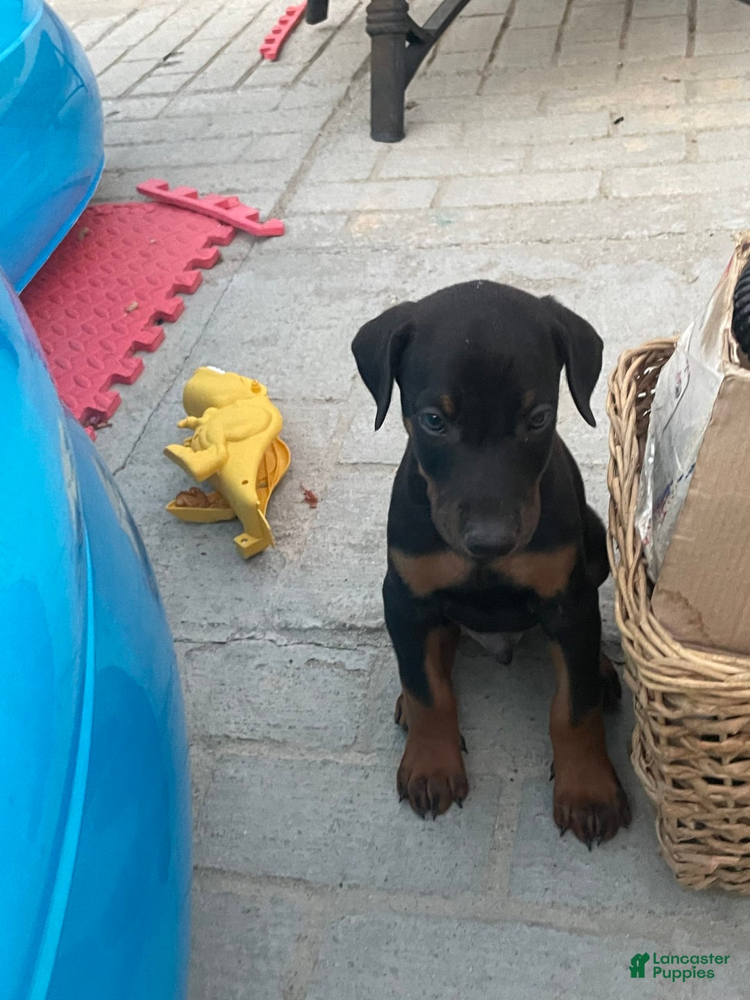 Doberman Pinscher dogs for sale: Boy 3 - Image 1