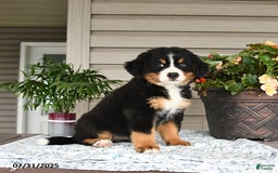 Bernese Mountain Dog dogs for sale: Bailey - Image 9