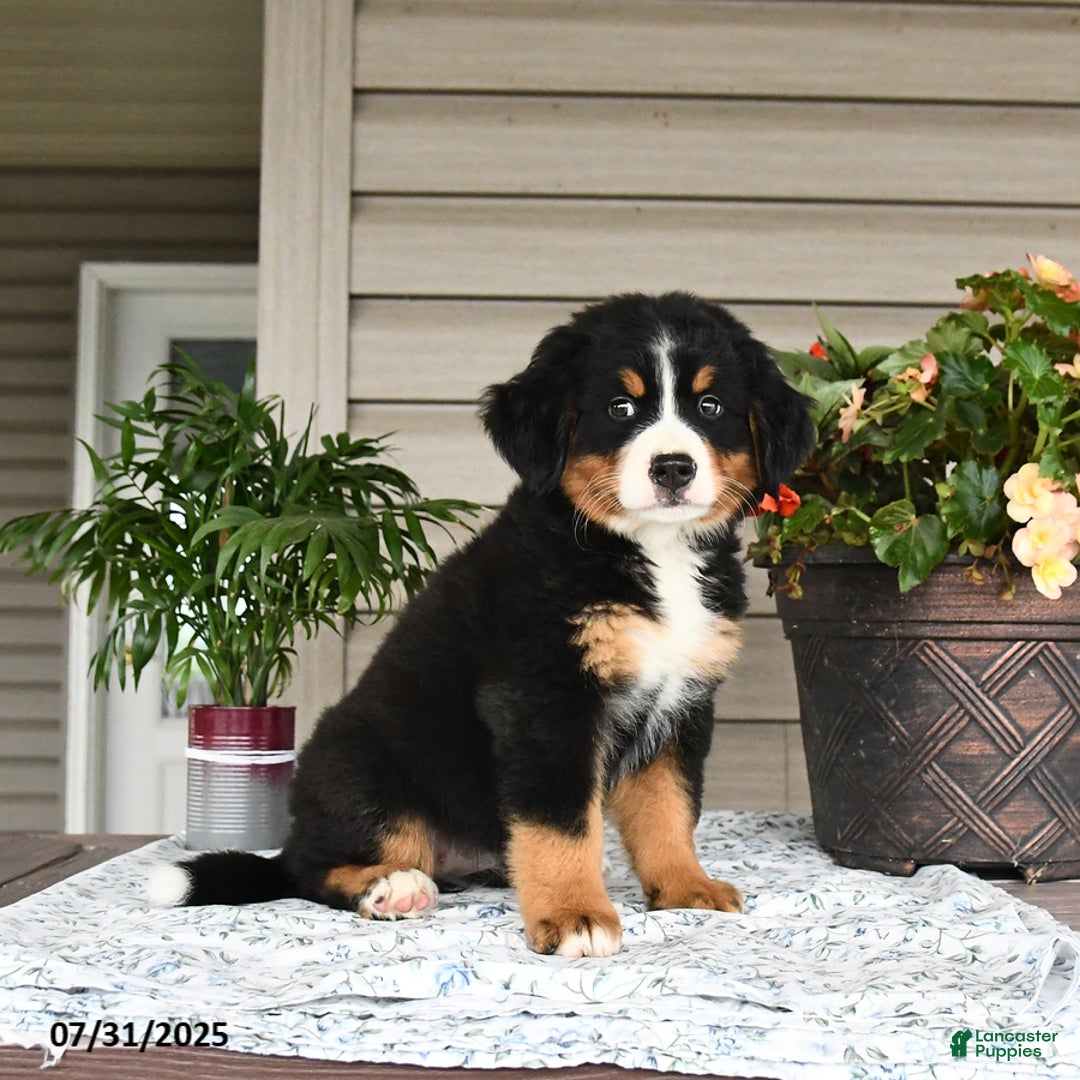 Bernese Mountain Dog dogs for sale: Bailey - Image 9