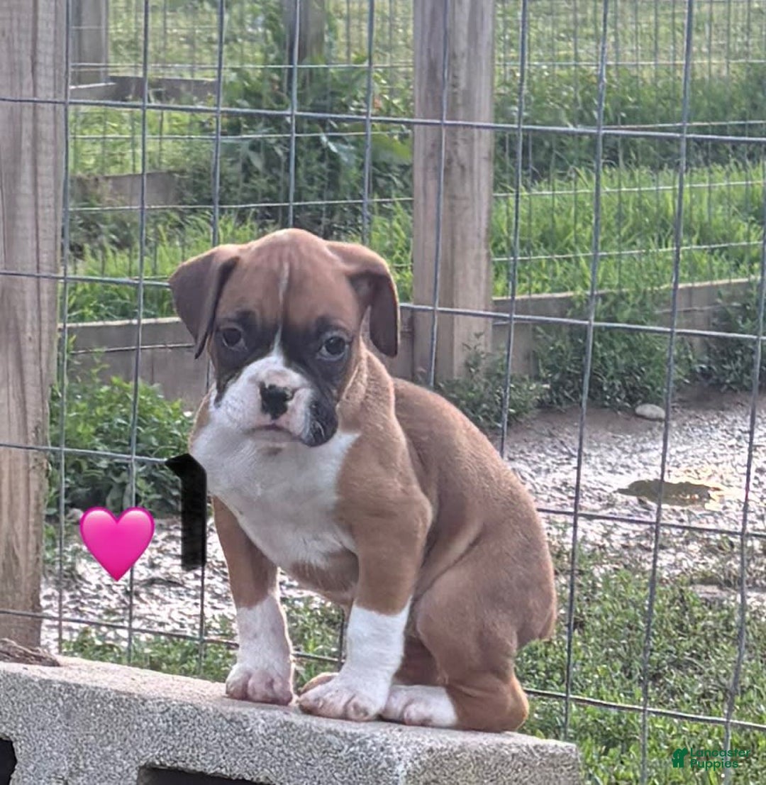 Boxer dogs for sale: Boxer - Image 3