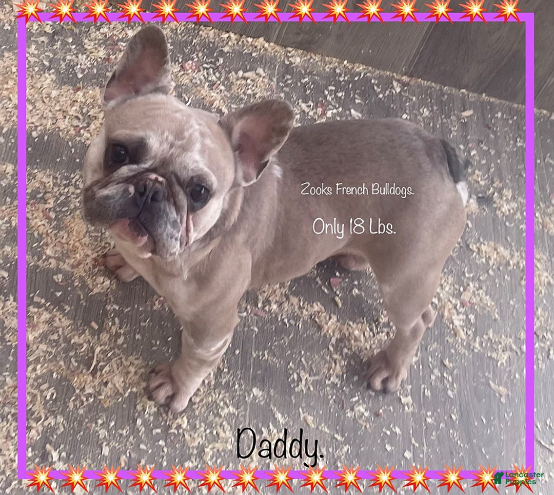 French Bulldog dogs for sale: Trista - Image 3