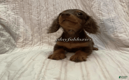 Dachshund dogs for sale: Tiny Girl Cecelia - Image 11