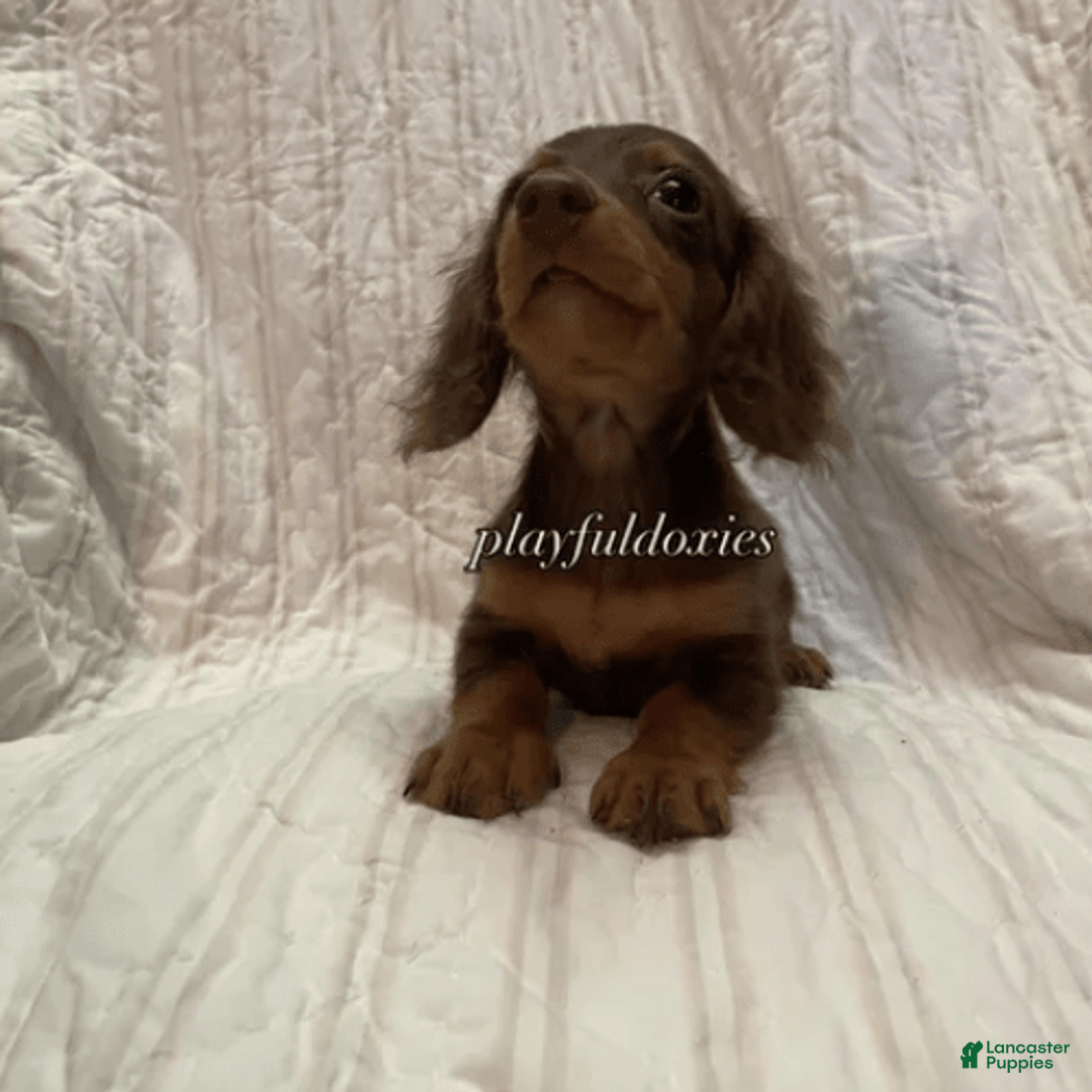 Dachshund dogs for sale: Tiny Girl Cecelia - Image 11
