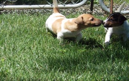 Jack Russell Terrier dogs for sale: Foster - Image 7