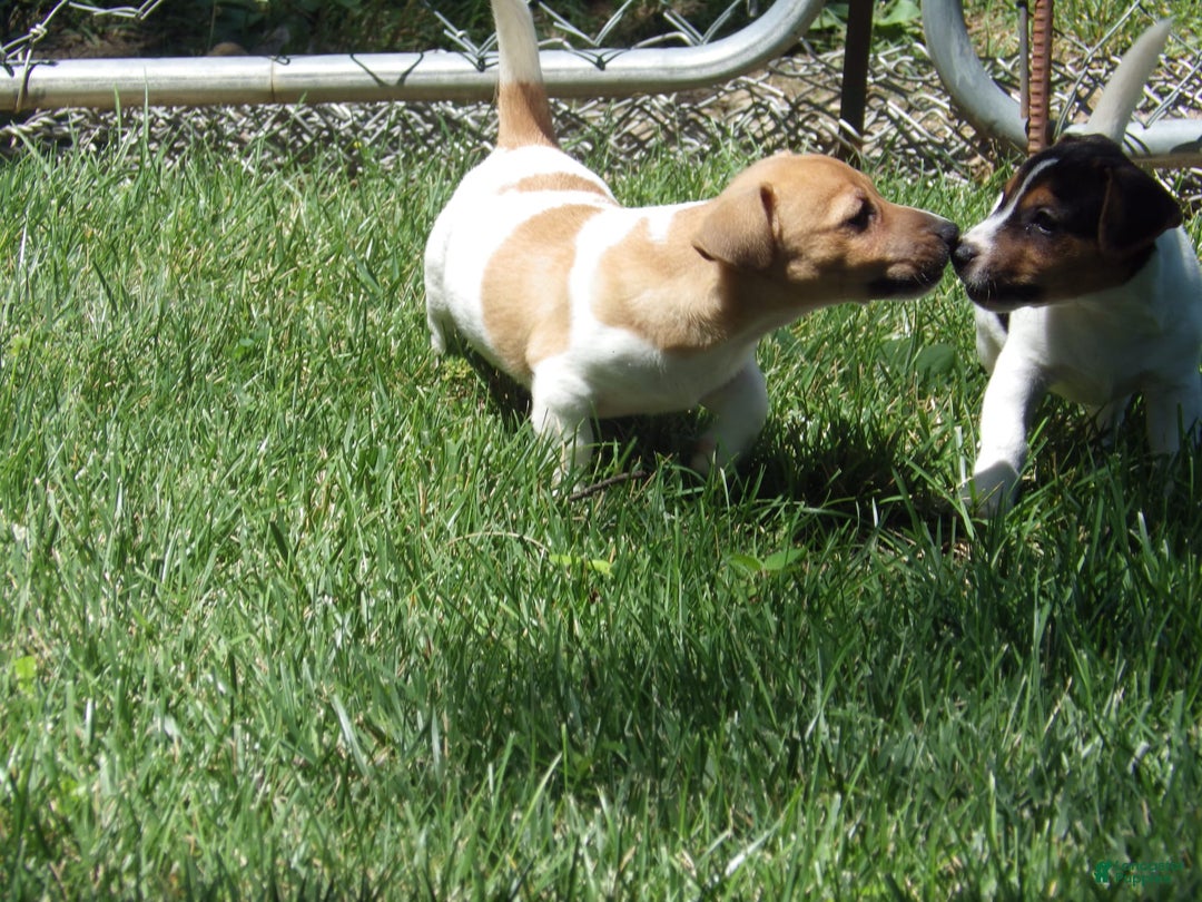 Jack Russell Terrier dogs for sale: Foster - Image 7