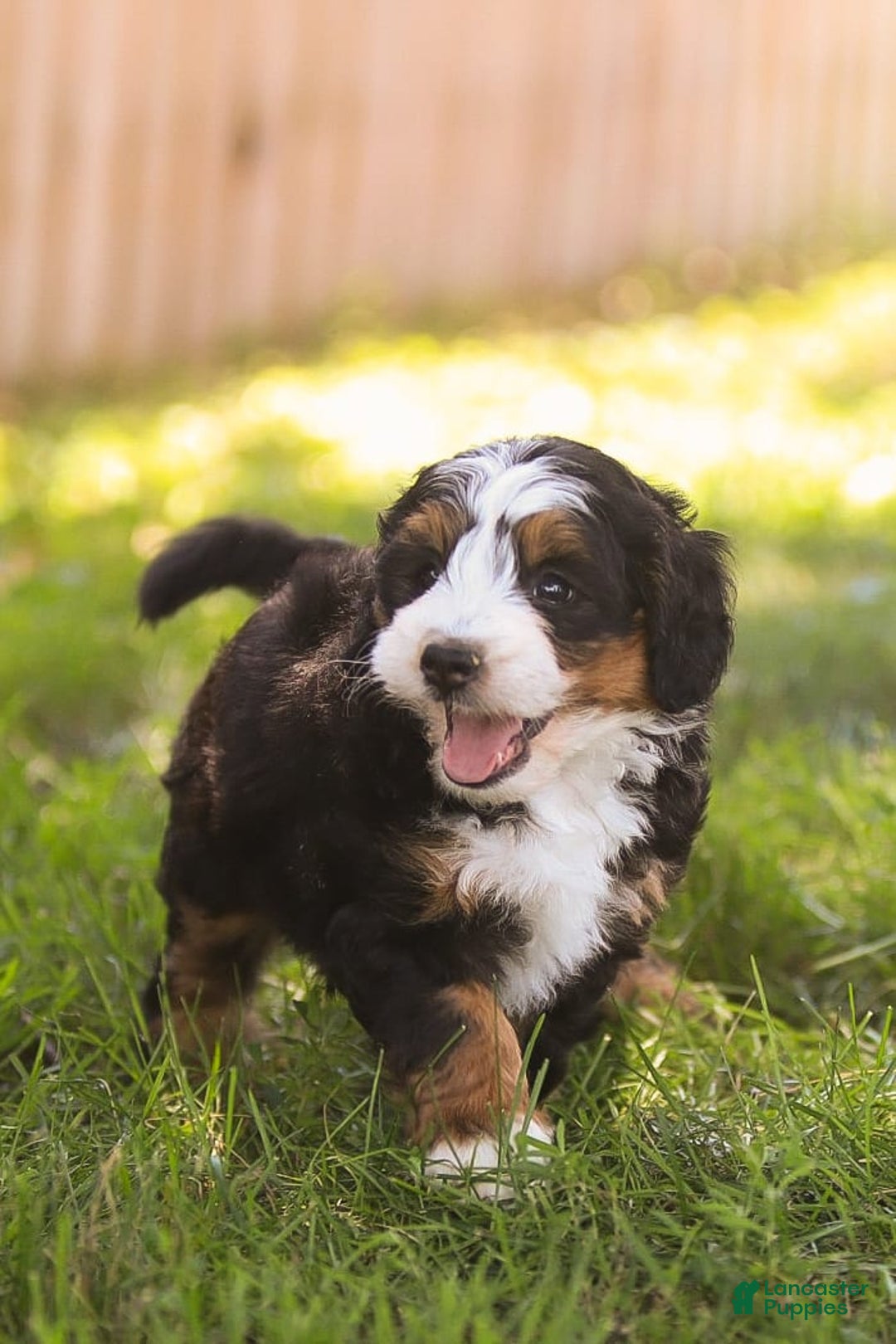 Mini Bernedoodle dogs for sale: Mary - Image 11