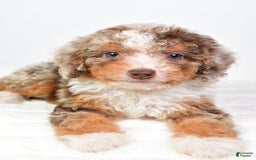 Mini Bernedoodle dogs for sale: Wally - Image 7