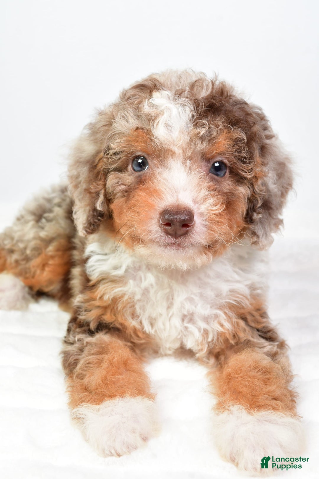 Mini Bernedoodle dogs for sale: Wally - Image 7