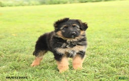German Shepherd dogs for sale: Dazzle - Image 4