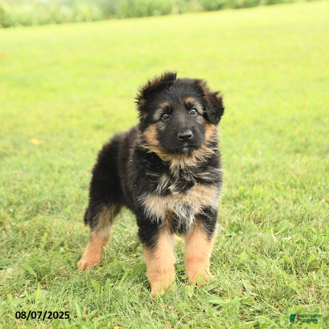 German Shepherd dogs for sale: Dazzle - Image 4