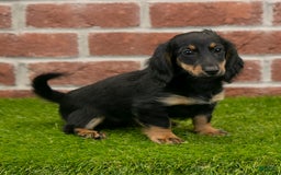 Miniature Dachshund dogs for sale: Faith - Image 16