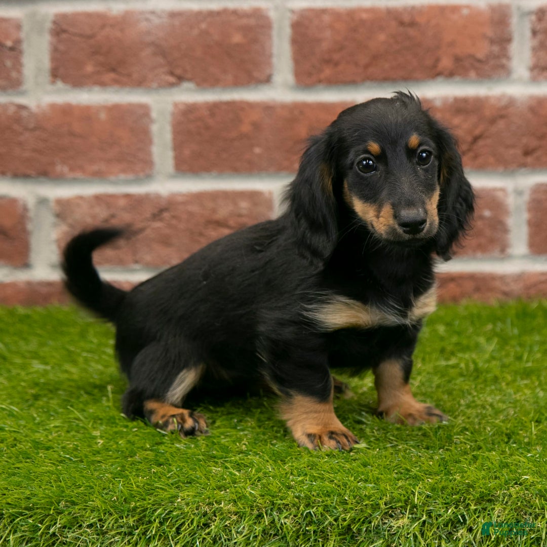 Miniature Dachshund dogs for sale: Faith - Image 16