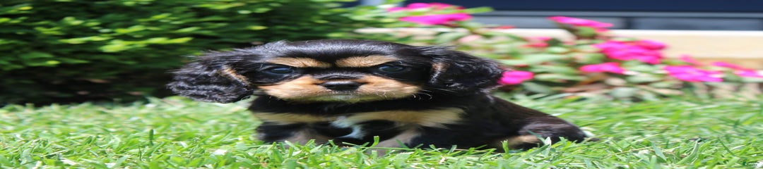 Bandit