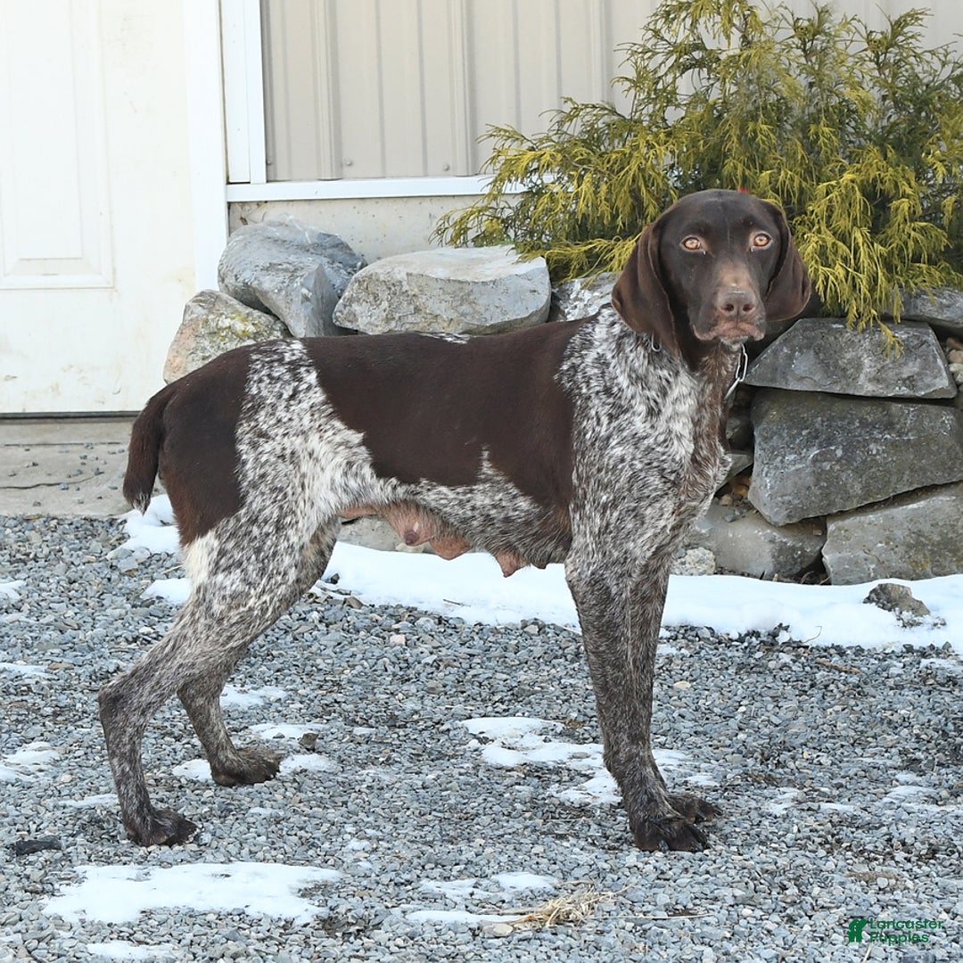 German Shorthaired Pointer dogs for sale: Jack - Image 4
