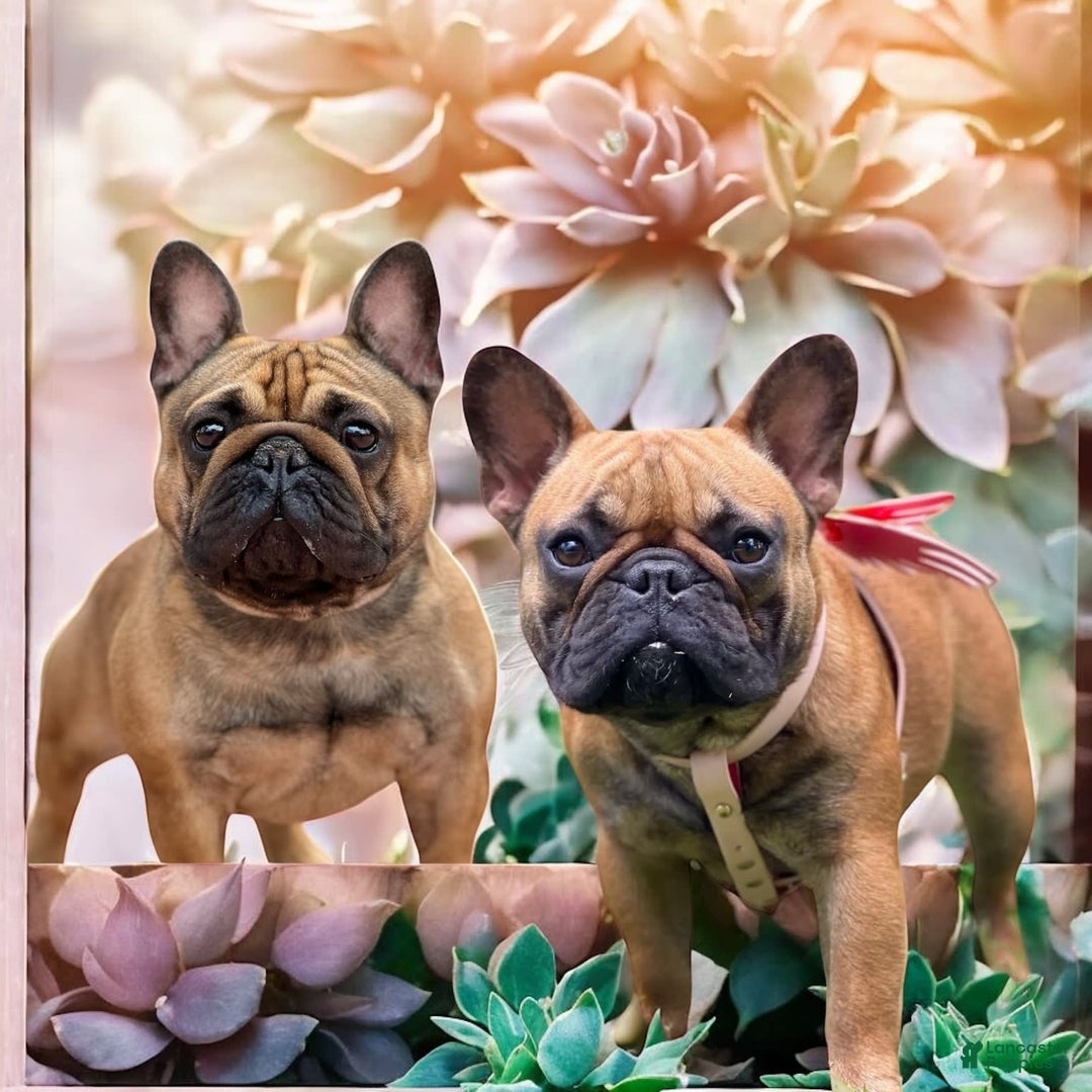 French Bulldog dogs for sale: French Bulldog 2 puppies - Image 5