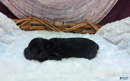Cockapoo dogs for sale: Miranda - Image 8