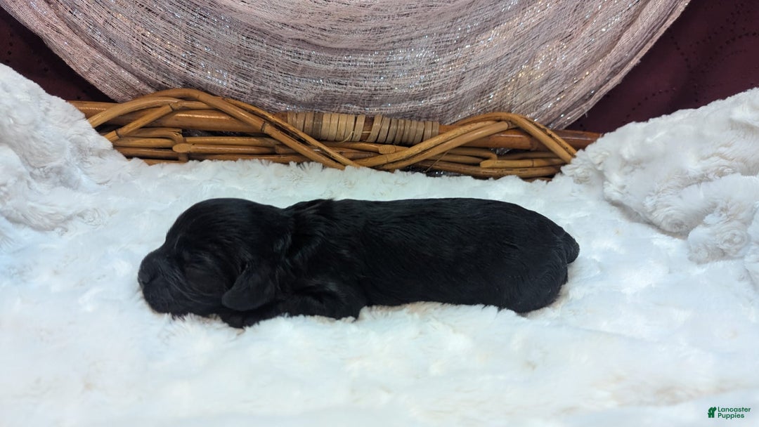 Cockapoo dogs for sale: Miranda - Image 8