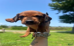 Dachshund dogs for sale: Benny - Image 1