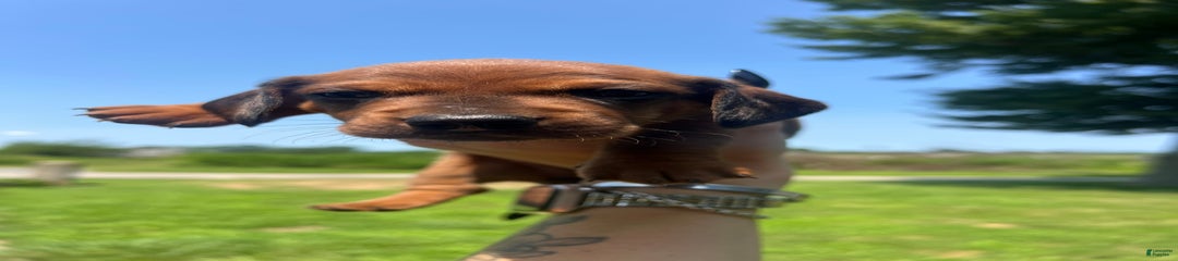 Benny