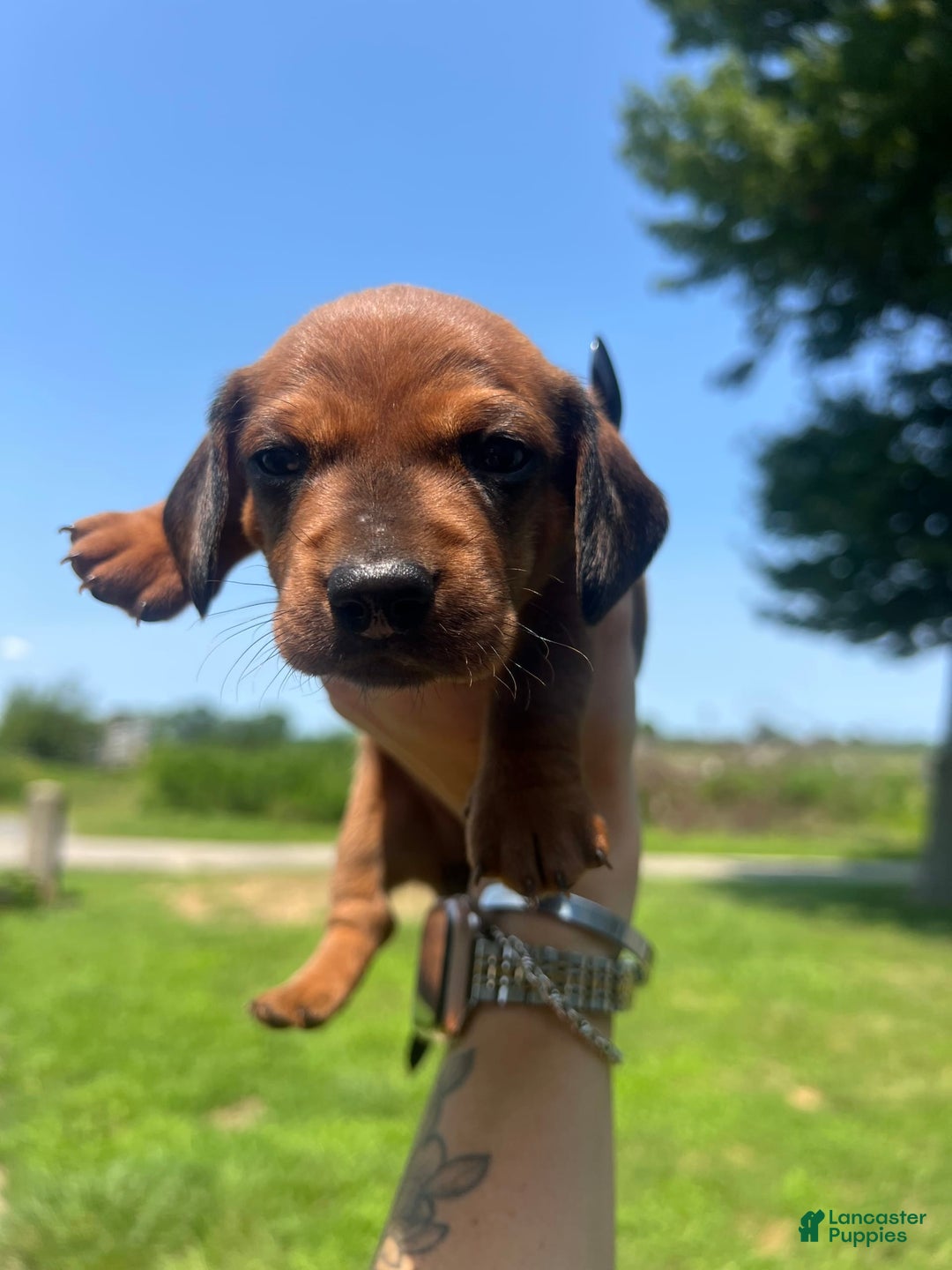Dachshund dogs for sale: Benny - Image 1