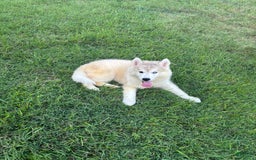 Siberian Husky dogs for sale: Maverick - Image 3