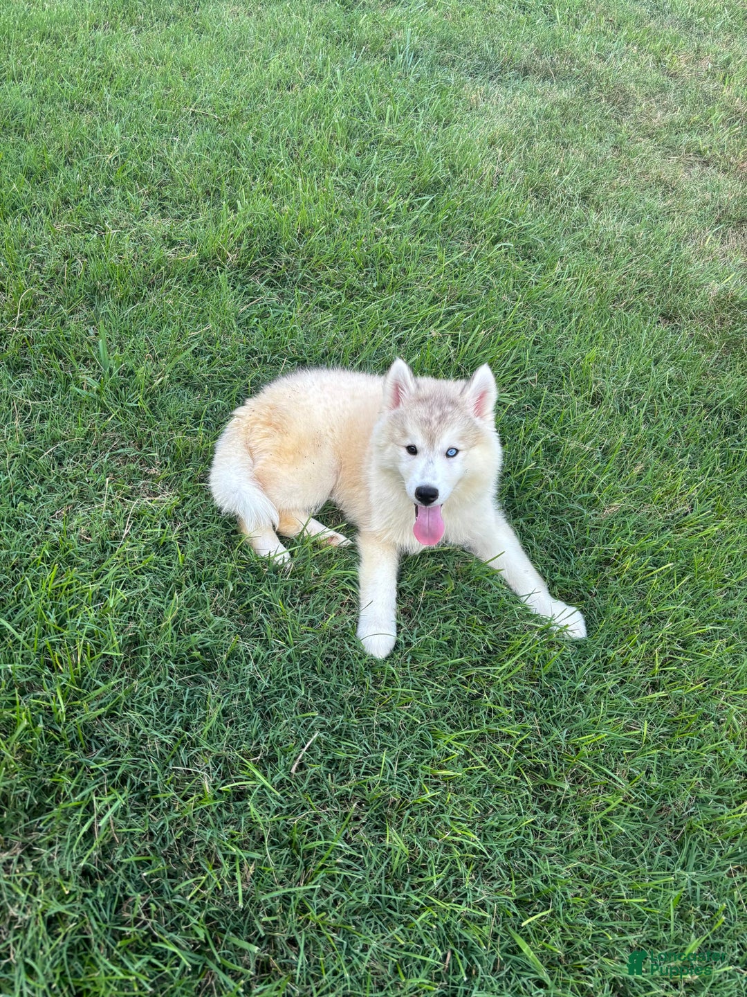 Siberian Husky dogs for sale: Maverick - Image 3