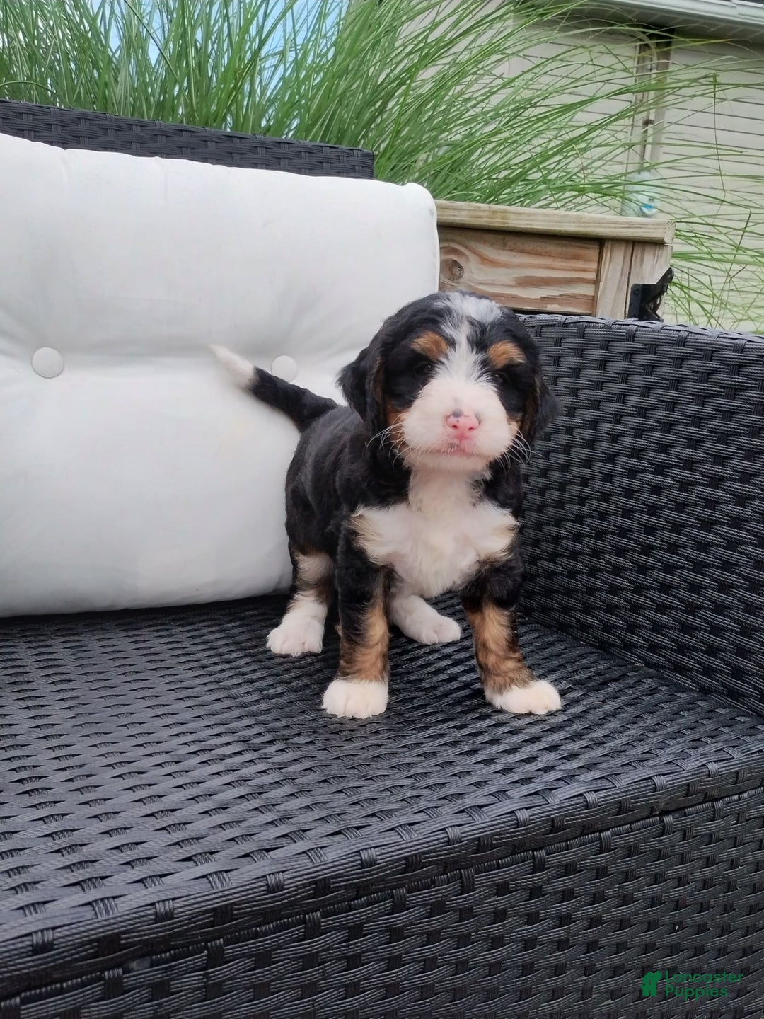Mini Bernedoodle dogs for sale: Katie - Image 7