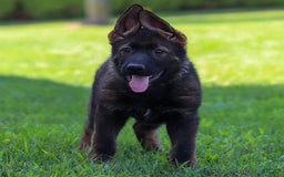 German Shepherd dogs for sale: Greta - Image 3