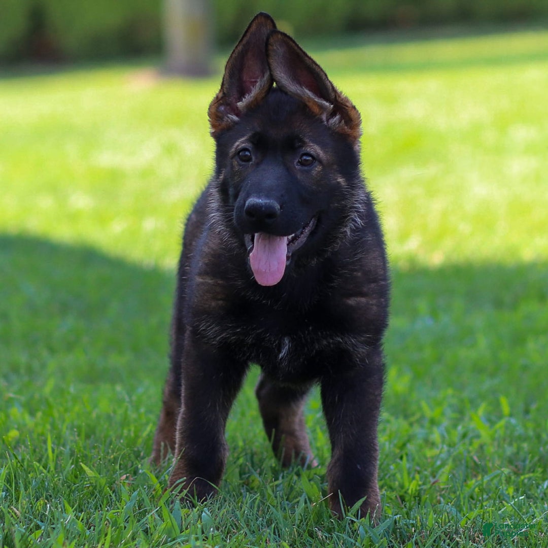 German Shepherd dogs for sale: Greta - Image 3