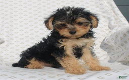 Yorkiepoo dogs for sale: Smokey - Image 2