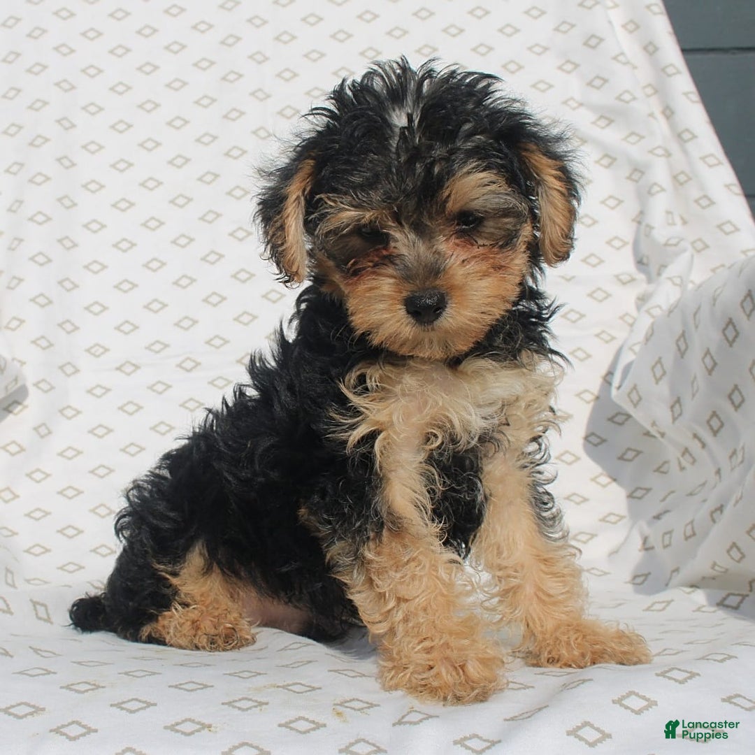 Yorkiepoo dogs for sale: Smokey - Image 2