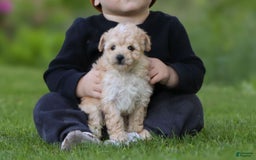Havapoo dogs for sale: Miley - Image 7