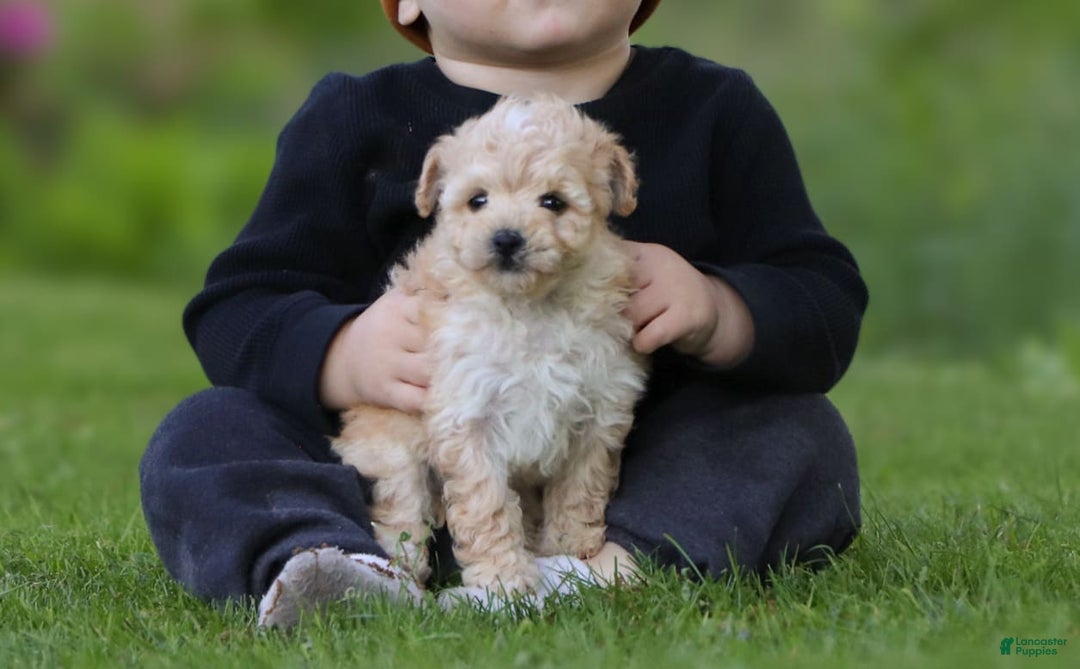 Havapoo dogs for sale: Miley - Image 7