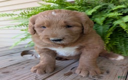 Goldendoodle dogs for sale: Ben - Image 15