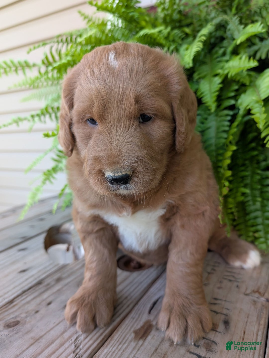 Goldendoodle dogs for sale: Ben - Image 15