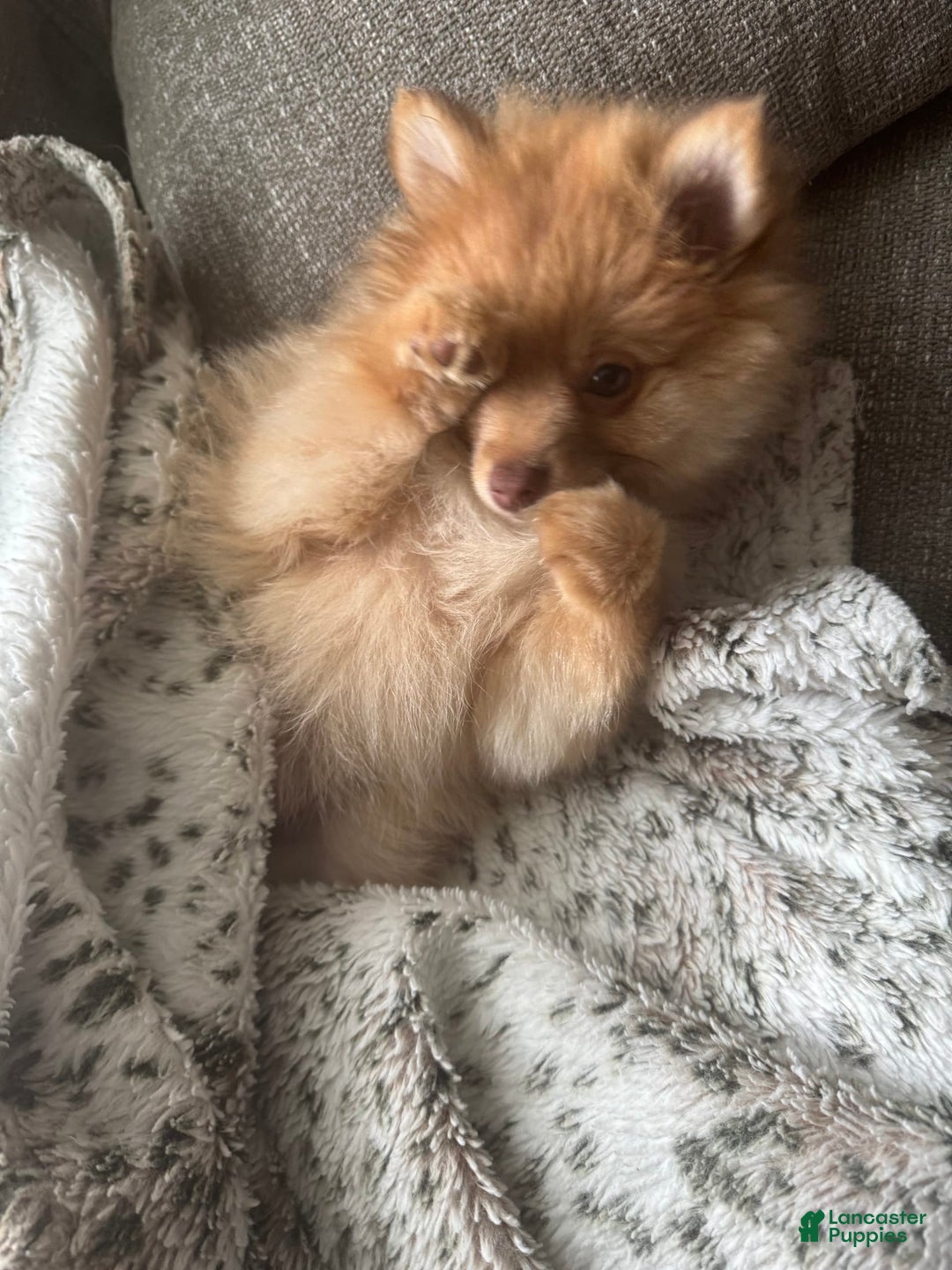 Pomeranian dogs for sale: Jake - Image 10