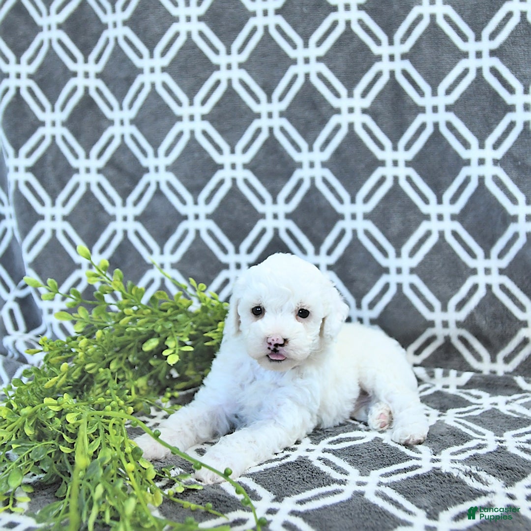Mini Goldendoodle dogs for sale: Sophie - Image 1
