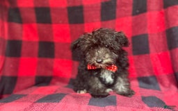 Miniature Schnauzer dogs for sale: Shooter - Image 4