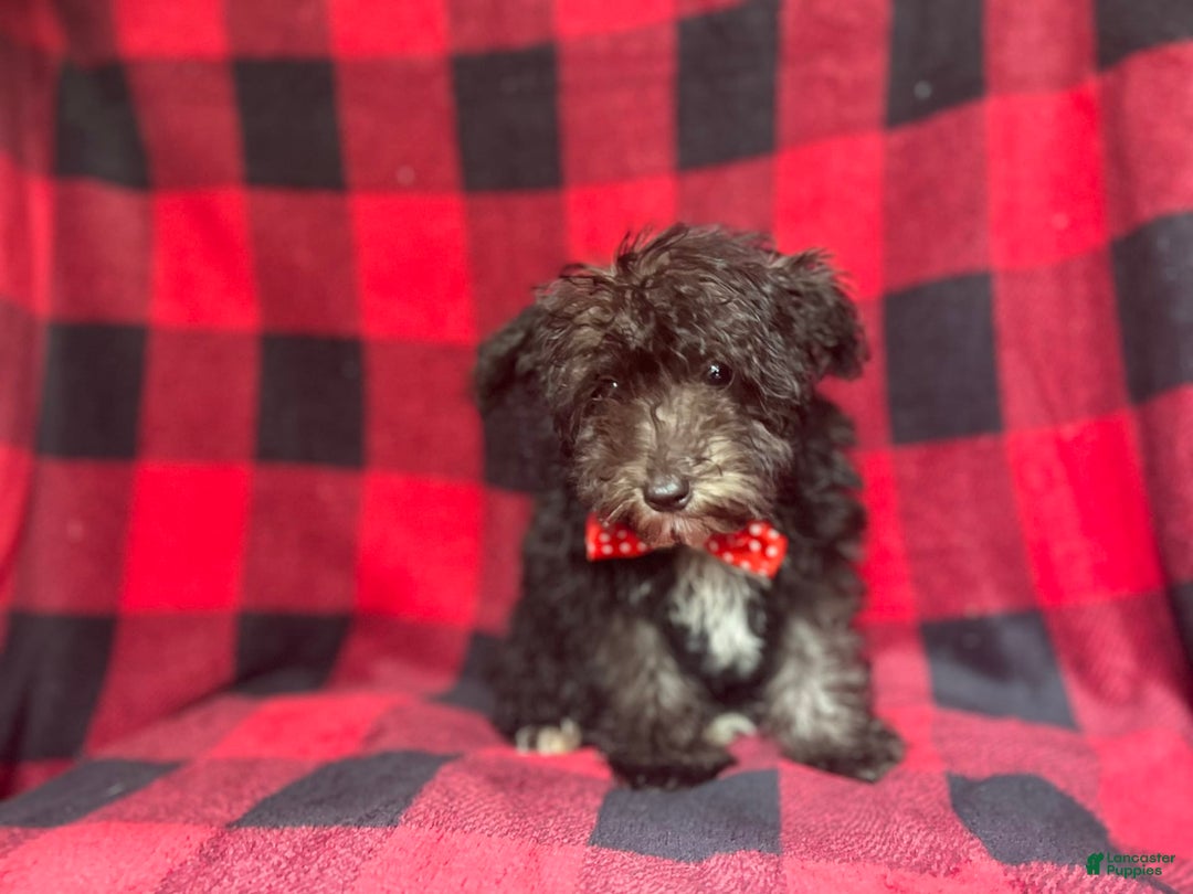 Miniature Schnauzer dogs for sale: Shooter - Image 4