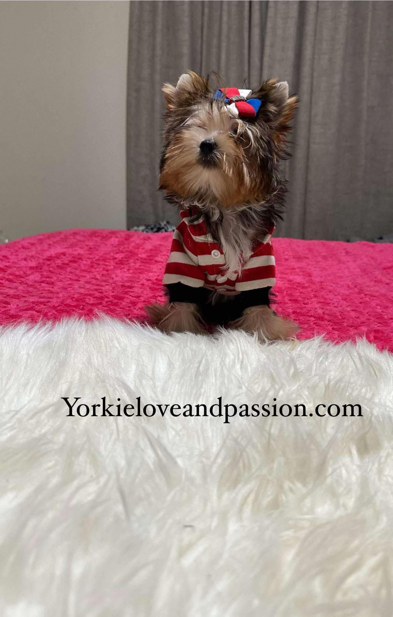 Yorkshire Terrier dogs for sale: Yorkshire Terrier 5 puppies - Image 16