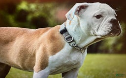 Shar Pei dogs for sale: Titina - Image 5