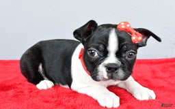 Boston Terrier dogs for sale: Mason - Image 4