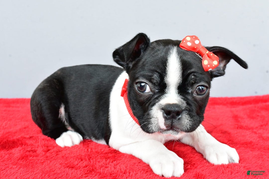 Boston Terrier dogs for sale: Mason - Image 4