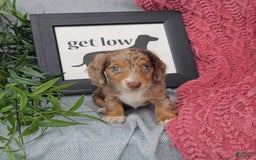 Miniature Dachshund dogs for sale: JEZEBEL - Image 2