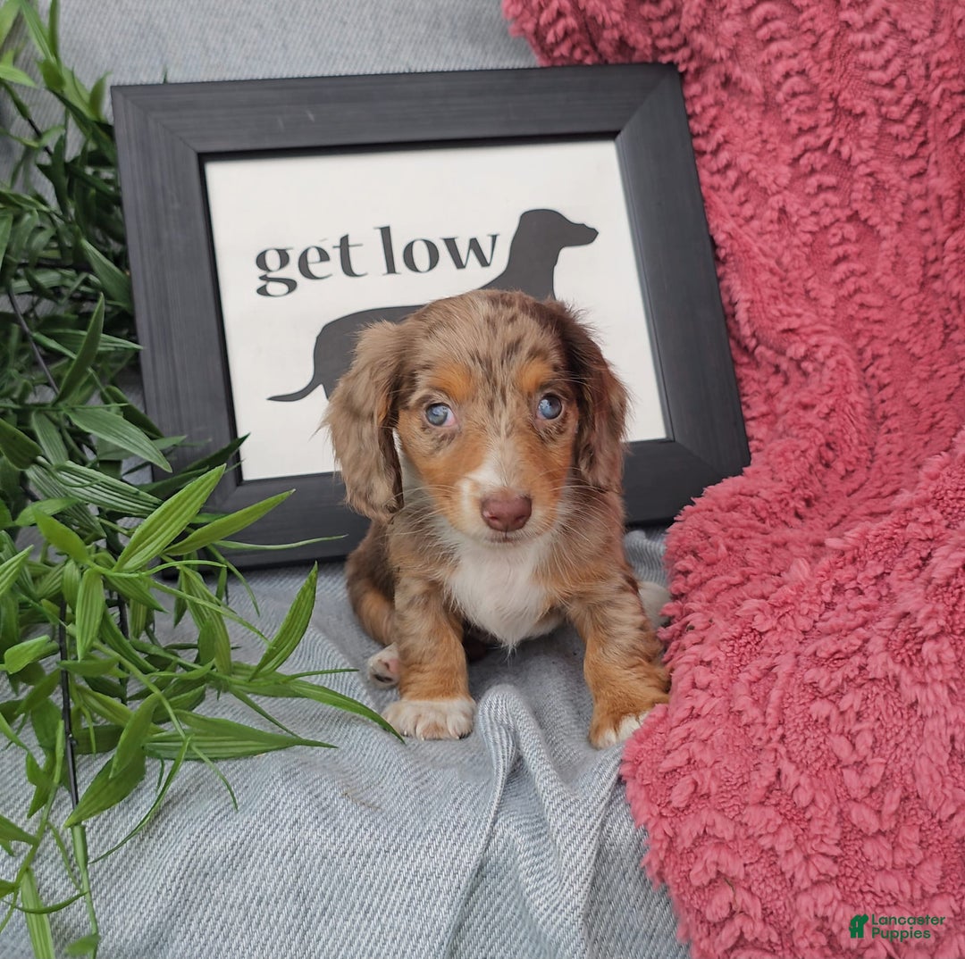 Miniature Dachshund dogs for sale: JEZEBEL - Image 2